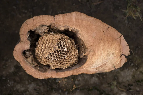 Hornets nest in the hollow of an old tree — Stock Photo, Image