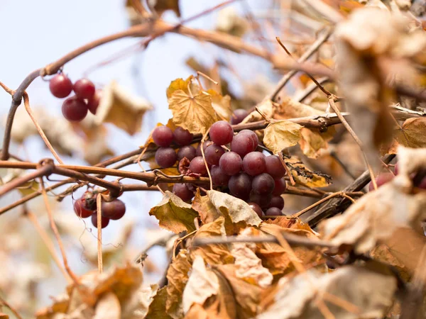 Uvas excesivamente maduras a finales de otoño, hojas secas de viñedo — Foto de Stock