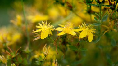 Parlak yaz çiçekleri, sabahın erken saatlerinde