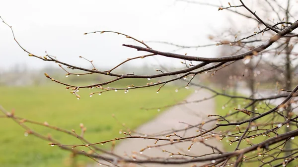 Капли весеннего дождя на молодые деревья — стоковое фото