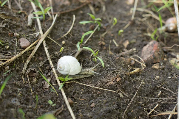 Escargots tôt le matin du printemps à la recherche d'humidité et de nutrition — Photo