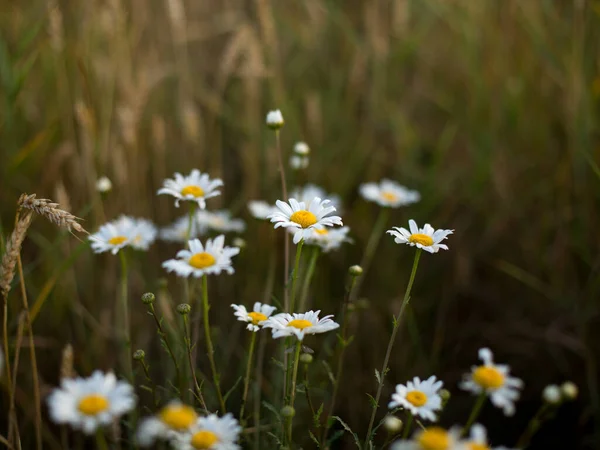 Parlak yaz çiçekleri, sabahın erken saatlerinde — Stok fotoğraf