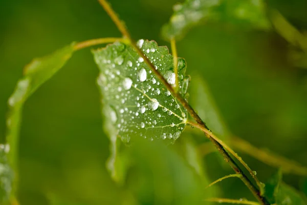 Latar belakang alami dari daun tanaman hijau dengan tetesan hujan — Stok Foto