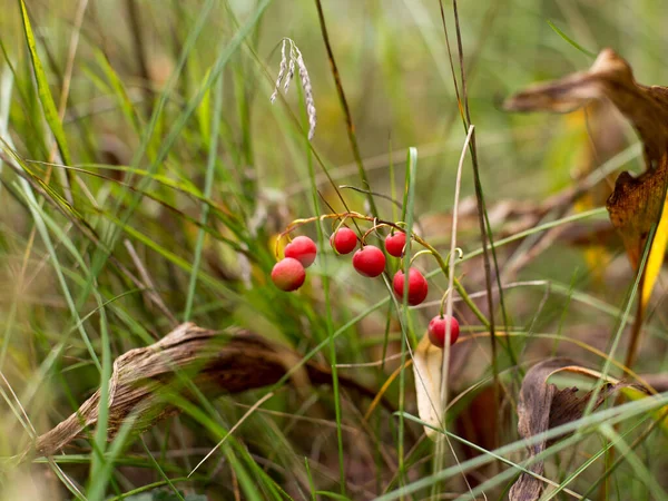 Czerwona Piękna Lilia Jagód Doliny Jesiennym Lesie — Zdjęcie stockowe