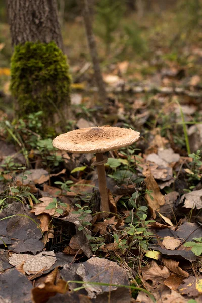 Cogumelos Folhas Caídas Floresta Outono Magia Vida Natureza — Fotografia de Stock
