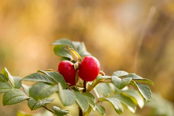Dzikie Róże Późną Jesienią Jasne Czerwone Jagody — Zdjęcie stockowe