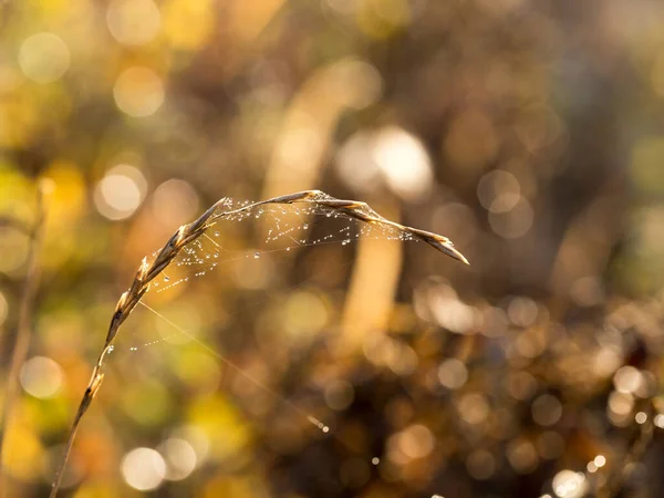 Orvalho da manhã em uma teia fina à luz do sol primitivo — Fotografia de Stock