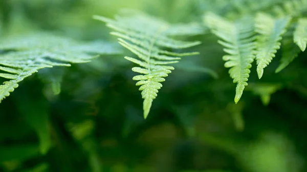 Fern leaf. Fern leaves foliage in the forest — Stock Photo, Image