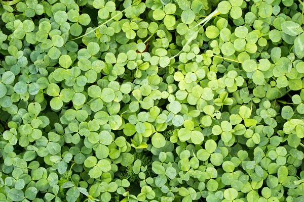 Daun muda hijau tanaman dalam bentuk karpet — Stok Foto