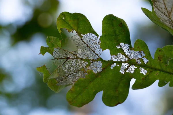 Hojas Roble Dañadas Esqueleto Intacto Placa Hoja Forma Patrón Único —  Fotos de Stock