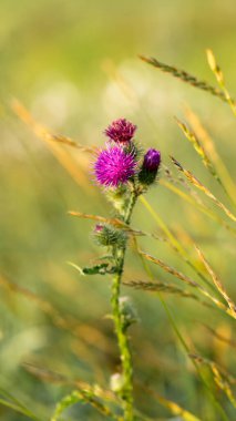 Mor devedikeni çiçeği Sabah güneşinin yumuşak ışınlarında