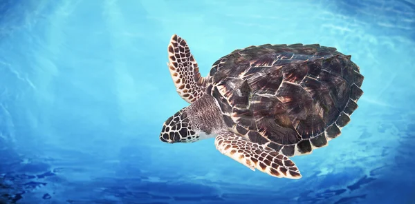 Turtle in the sea — Stock Photo, Image