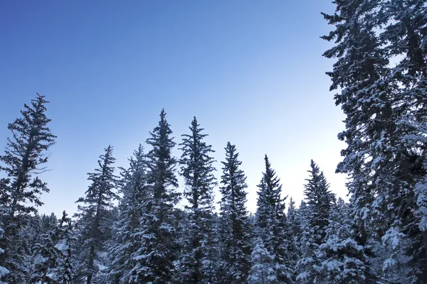 Trees under snow — Stock Photo, Image