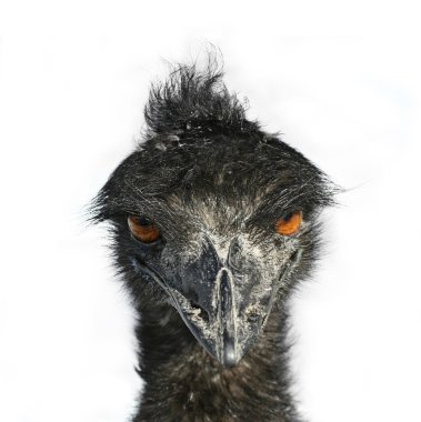 Emu Eyes clipart