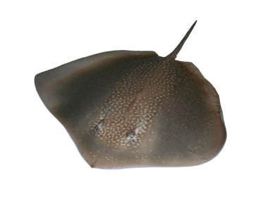 Stingray on white clipart