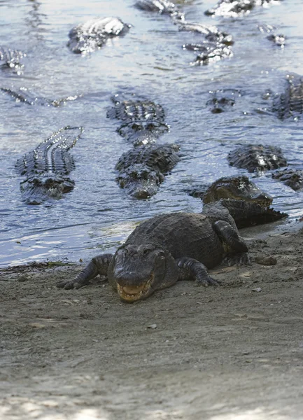 Alligator Feeding Frenzy — Stock Photo, Image