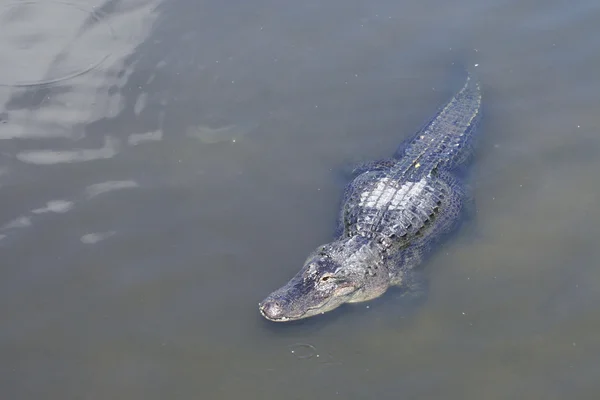 Alligator in water — Stock Photo, Image