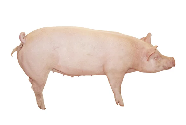 Великий рожевий свиня — стокове фото