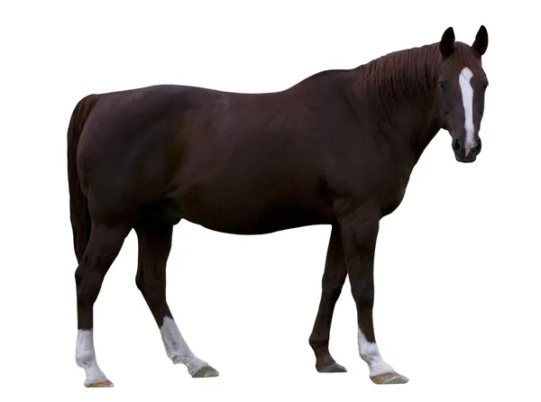 Brown horse — Stock Photo, Image