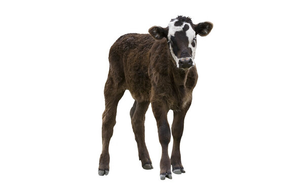 Юный телёнок
