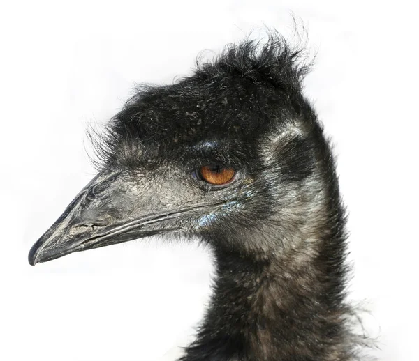 Emu oczy — Zdjęcie stockowe