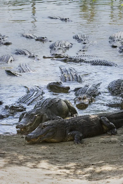 Alligatori vicino all'acqua — Foto Stock