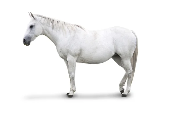 Caballo blanco — Foto de Stock