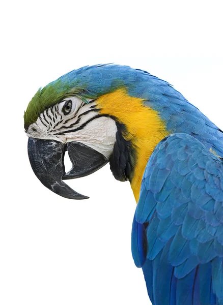 Macaw Parrot — Stock Photo, Image