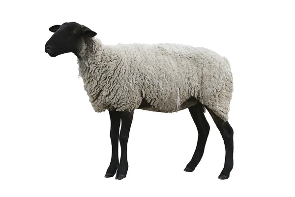 Černá ovce — Stock fotografie