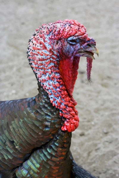 Święto Dziękczynienia Turcji — Zdjęcie stockowe