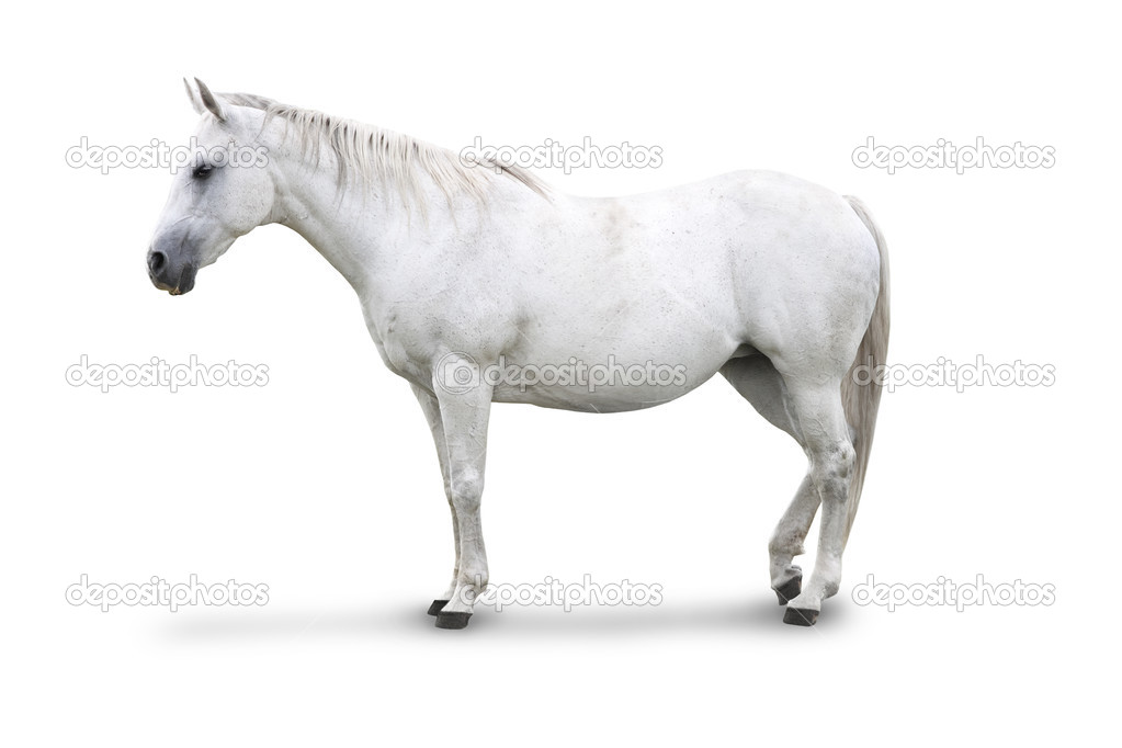 Download Á Horse Face Mask Stock Images Royalty Free Horse Mask Photos Download On Depositphotos PSD Mockup Templates