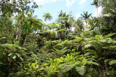 Tropical jungles clipart