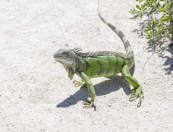 Green iguana in the wild — Stock Photo, Image