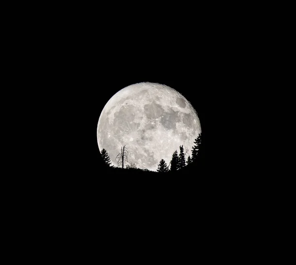 Gece Ufuktan Ağaç Siluetleriyle Yükselen Dolunay Ayın Ayrıntıları Görünür — Stok fotoğraf