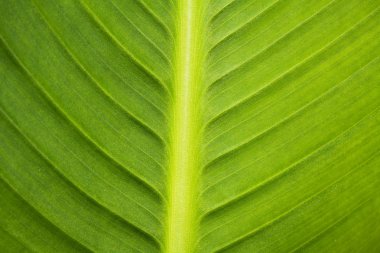 yaprak yeşil arka plan