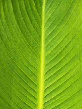 yaprak yeşil arka plan