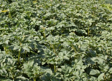 filizlenmiş patates bir alanda büyüyen