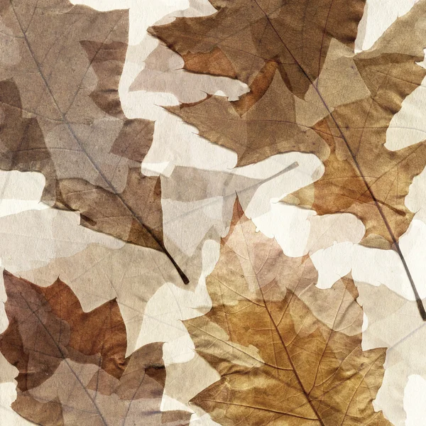 干燥秋天枫叶 grunge 背景 — 图库照片