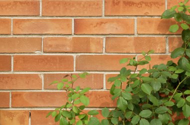 tuğla duvar doku gül bush ile kahverengi