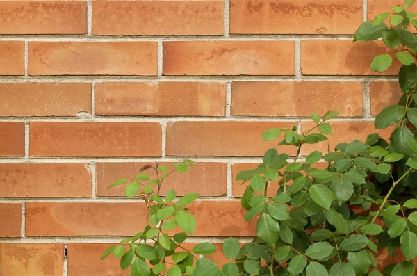 Mattone texture parete marrone con cespuglio di rose — Foto Stock