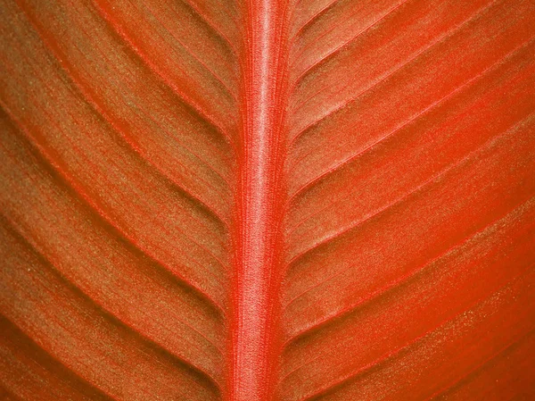 Textura azul folha, close up fundo — Fotografia de Stock