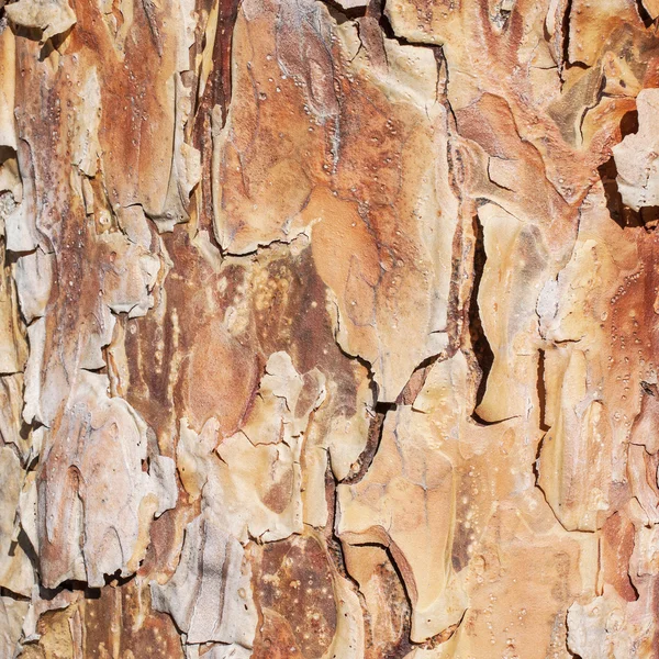 Árvore jovem pinho casca textura — Fotografia de Stock