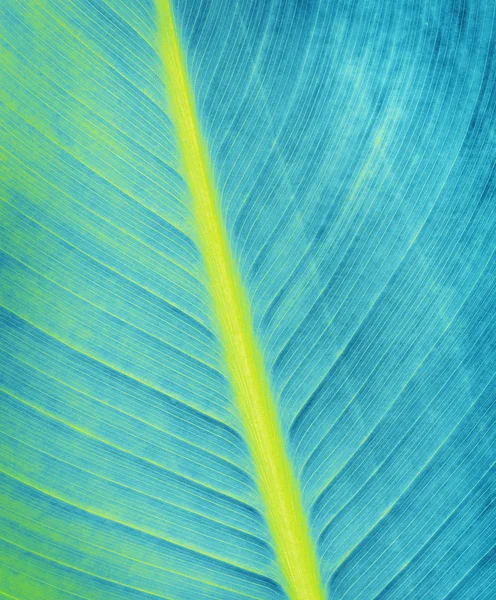 Blue blad textuur, close-up achtergrond — Stockfoto