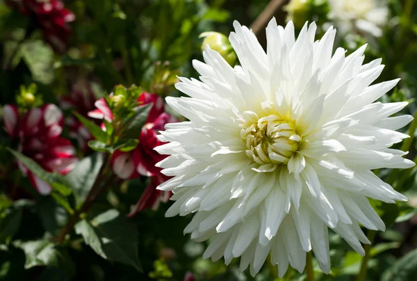 Белый цветок Далии в саду — стоковое фото