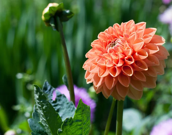 Orange Dahlia flower in a garden — Stock Photo, Image