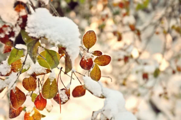 在雪下的树叶φύλλωμα κάτω από το χιόνι 图库照片