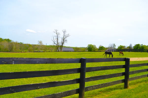 Belle ferme de chevaux dans Horse Country à Lexington, Kentucky USA — Photo