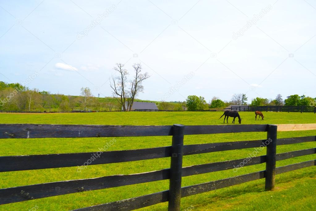 Beautiful Horse Farm in Horse Country in Lexington, Kentucky USA