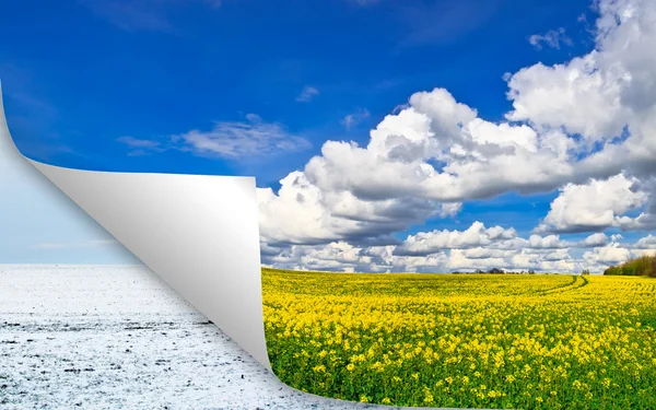 Yaz sarı alan vs kış konsepti