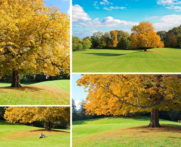 Autumn tree set — Stock Photo, Image
